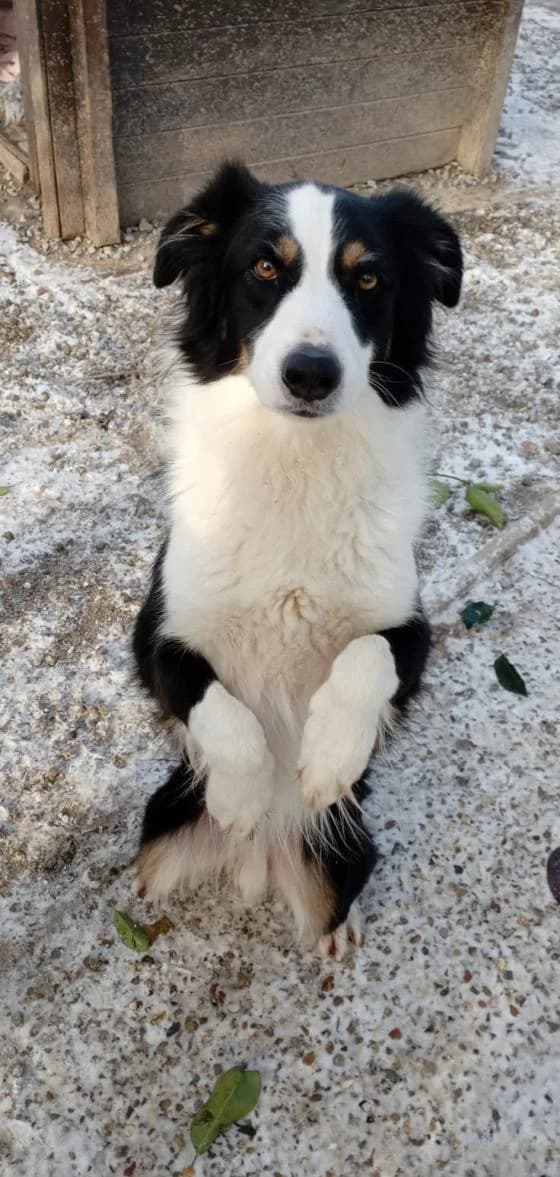 Madok, male Mixed Breed for adoption at Fondation Brigitte Bardot, Paris