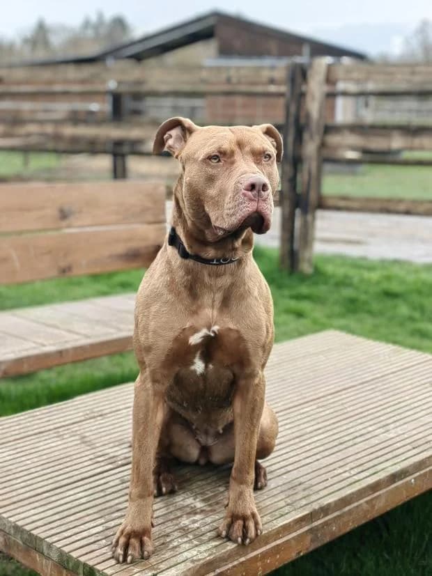 Athena, Mixed Breed (Fondation Brigitte Bardot)