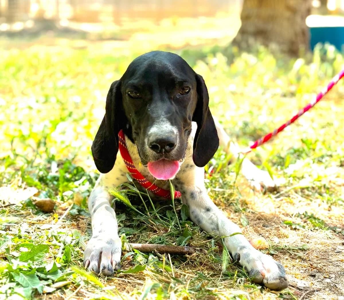 Abandonnée, female puppy Pointer for adoption at Fondation Assistance aux Animaux, Paris