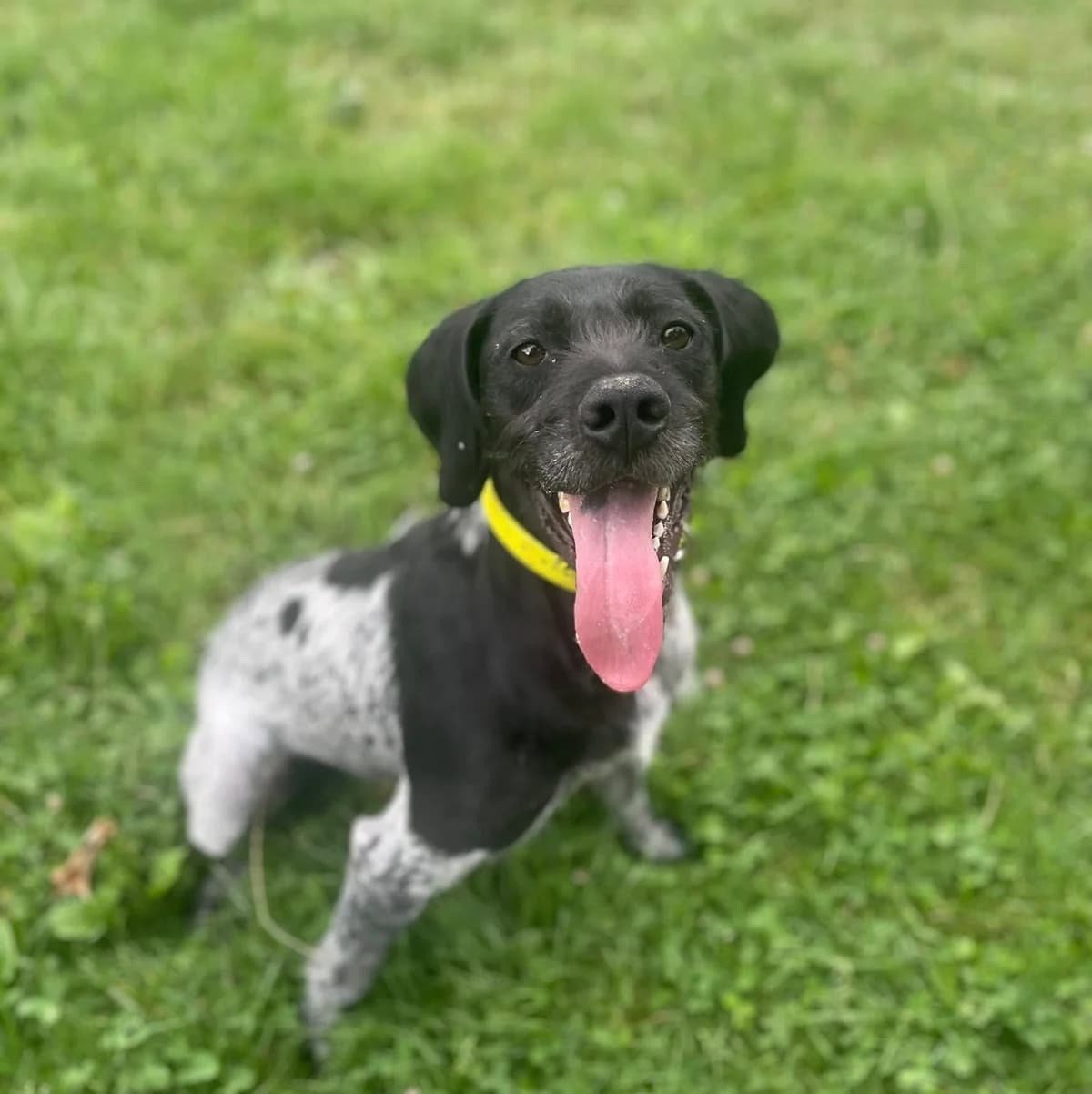 Fifi, female young Mixed Breed for adoption at Fondation Assistance aux Animaux, Paris