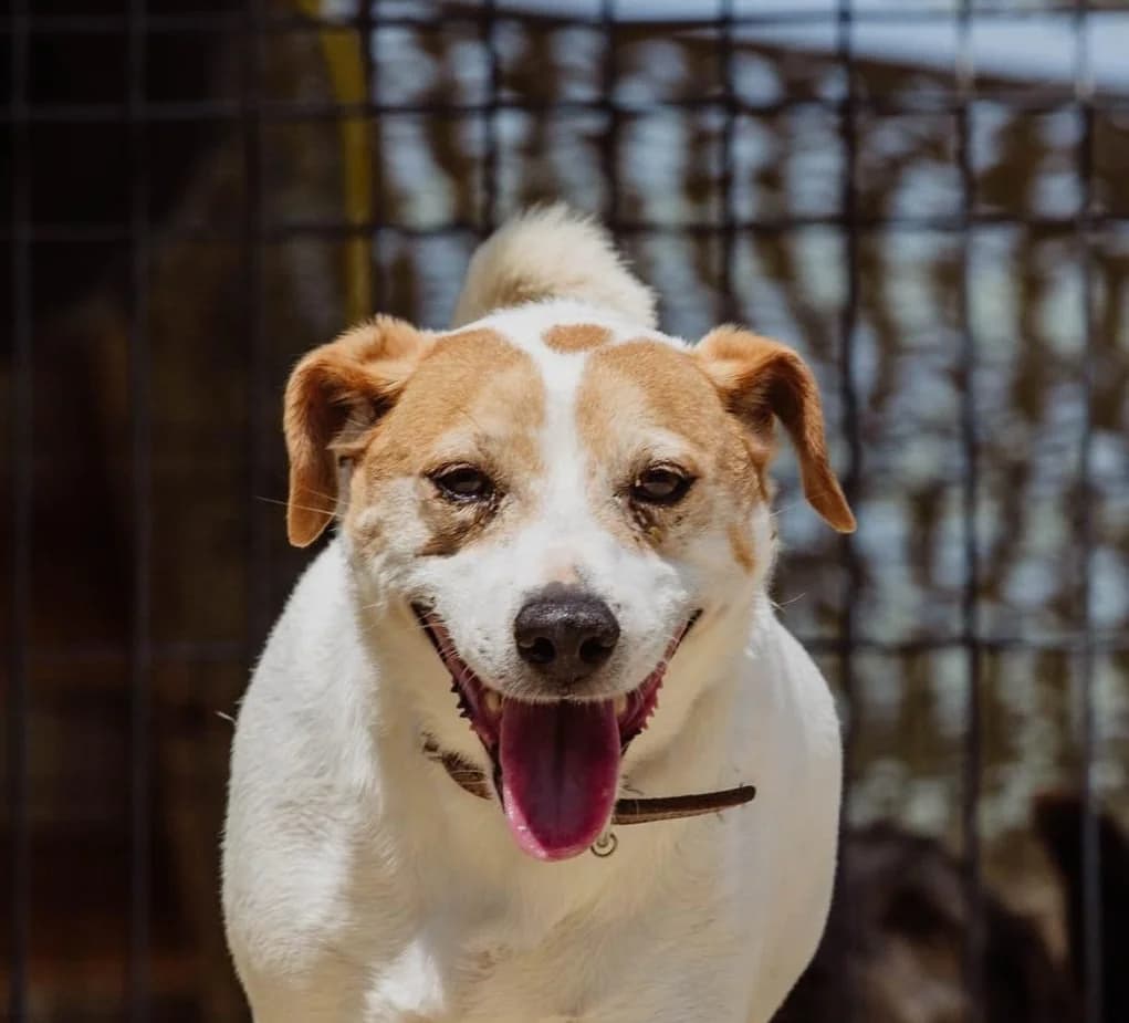 Jack, white  Mixed Breed for adoption at Fondation Assistance aux Animaux, Paris