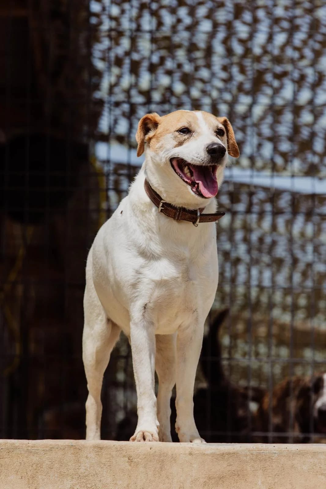 Jack,  Mixed Breed for adoption at Fondation Assistance aux Animaux, Paris