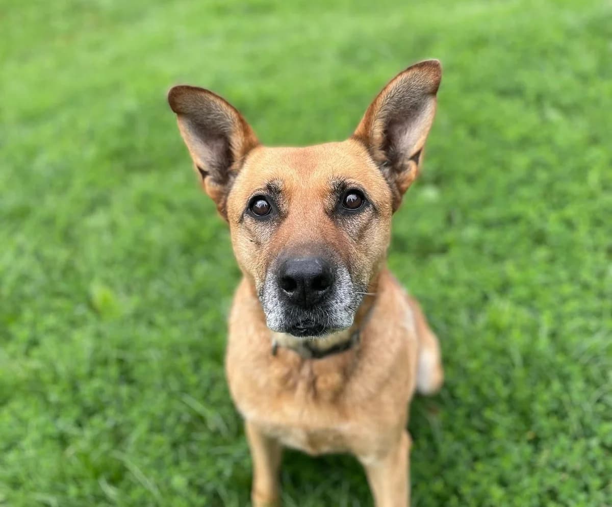 Cayenne, female 5yo Belgian Malinois for adoption at Fondation Assistance aux Animaux, Paris