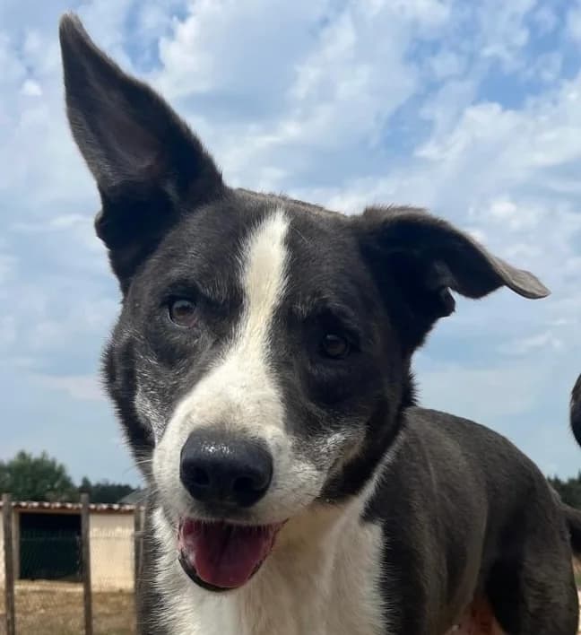 Buck, male senior mixed breed for adoption at Fondation Assistance aux Animaux, Paris