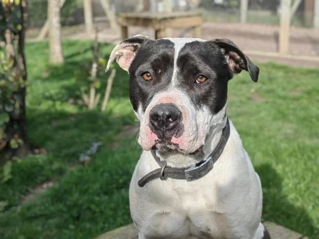 Hinata, Mixed Breed (Fondation Brigitte Bardot)