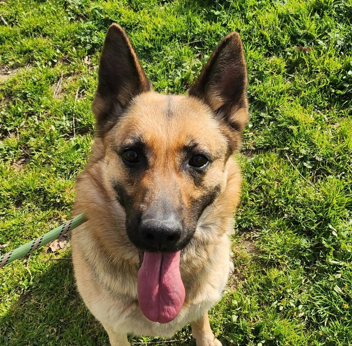 Ruby, female Mixed Breed for adoption at Fondation Assistance aux Animaux, Paris