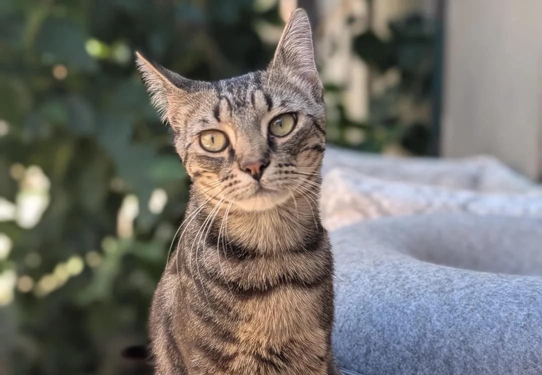 Bitcho, female Mixed Breed for adoption at Fondation Assistance aux Animaux, Paris