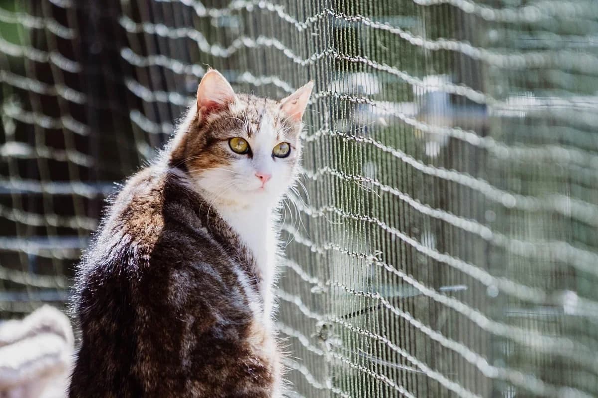 D, female young Mixed Breed for adoption at Fondation Assistance aux Animaux, Paris