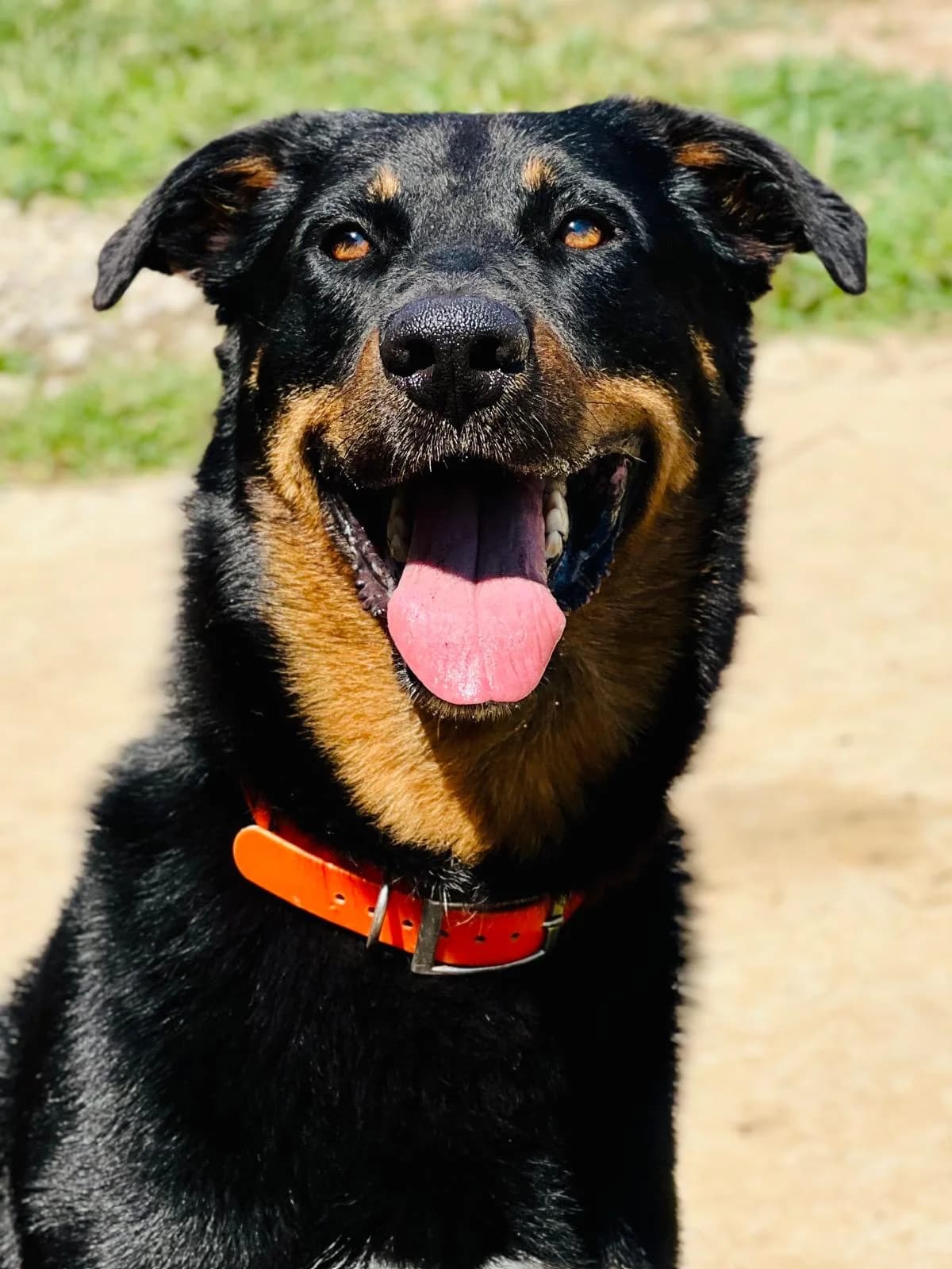 Le,  4yo Mixed Breed for adoption at Fondation Assistance aux Animaux, Paris