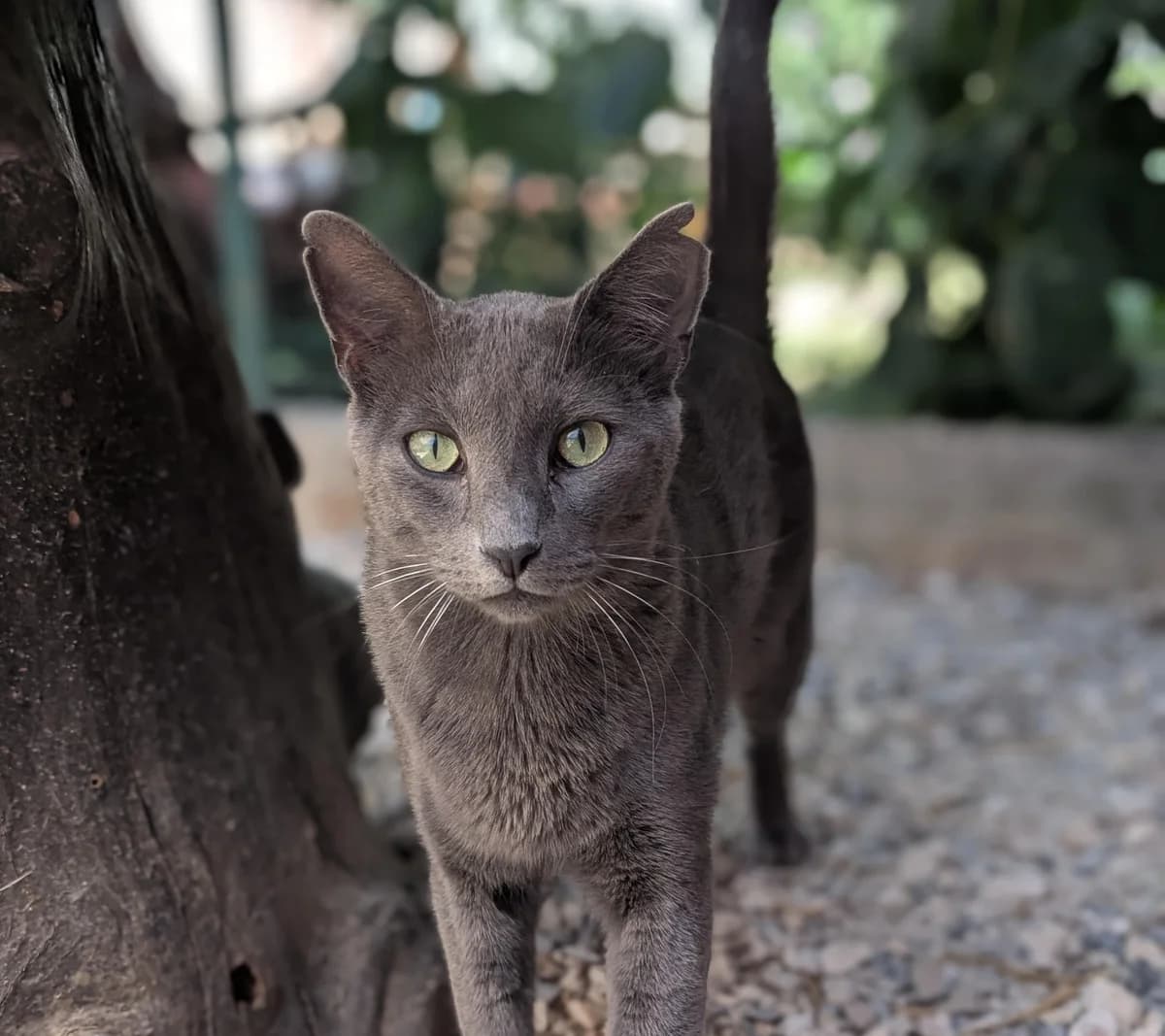 Thanos,  puppy Mixed Breed for adoption at Fondation Assistance aux Animaux, Paris