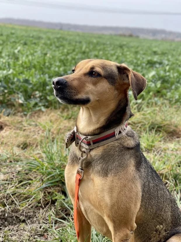 Prajna, Mixed Breed (Fondation Brigitte Bardot)