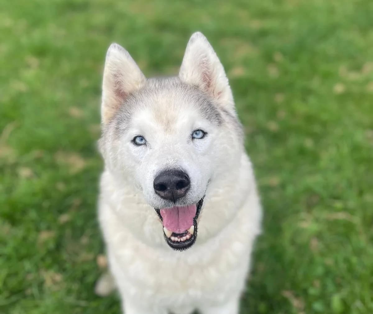 Ice,  senior mixed breed for adoption at Fondation Assistance aux Animaux, Paris