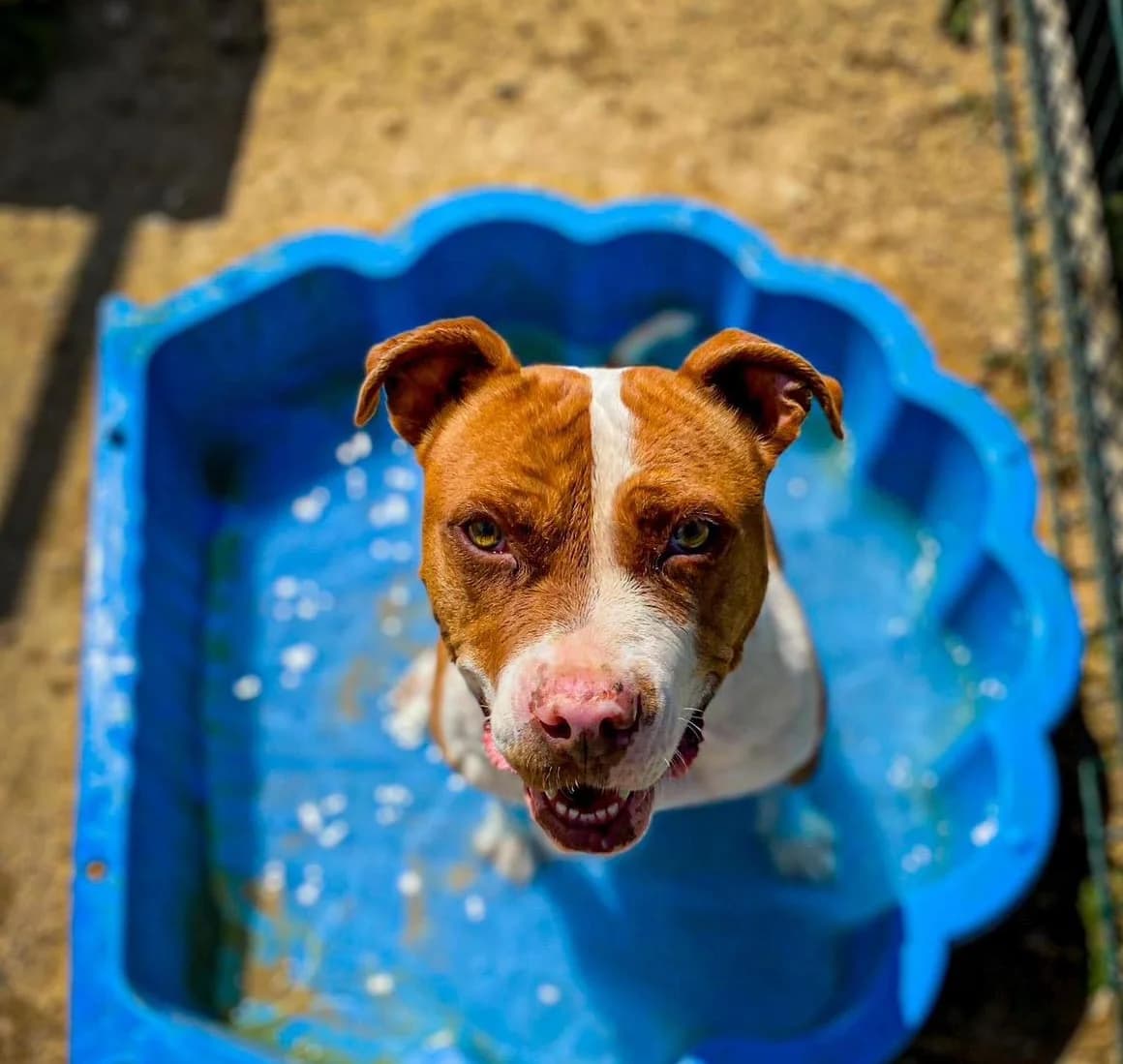 Peach,  Mixed Breed for adoption at Fondation Assistance aux Animaux, Paris