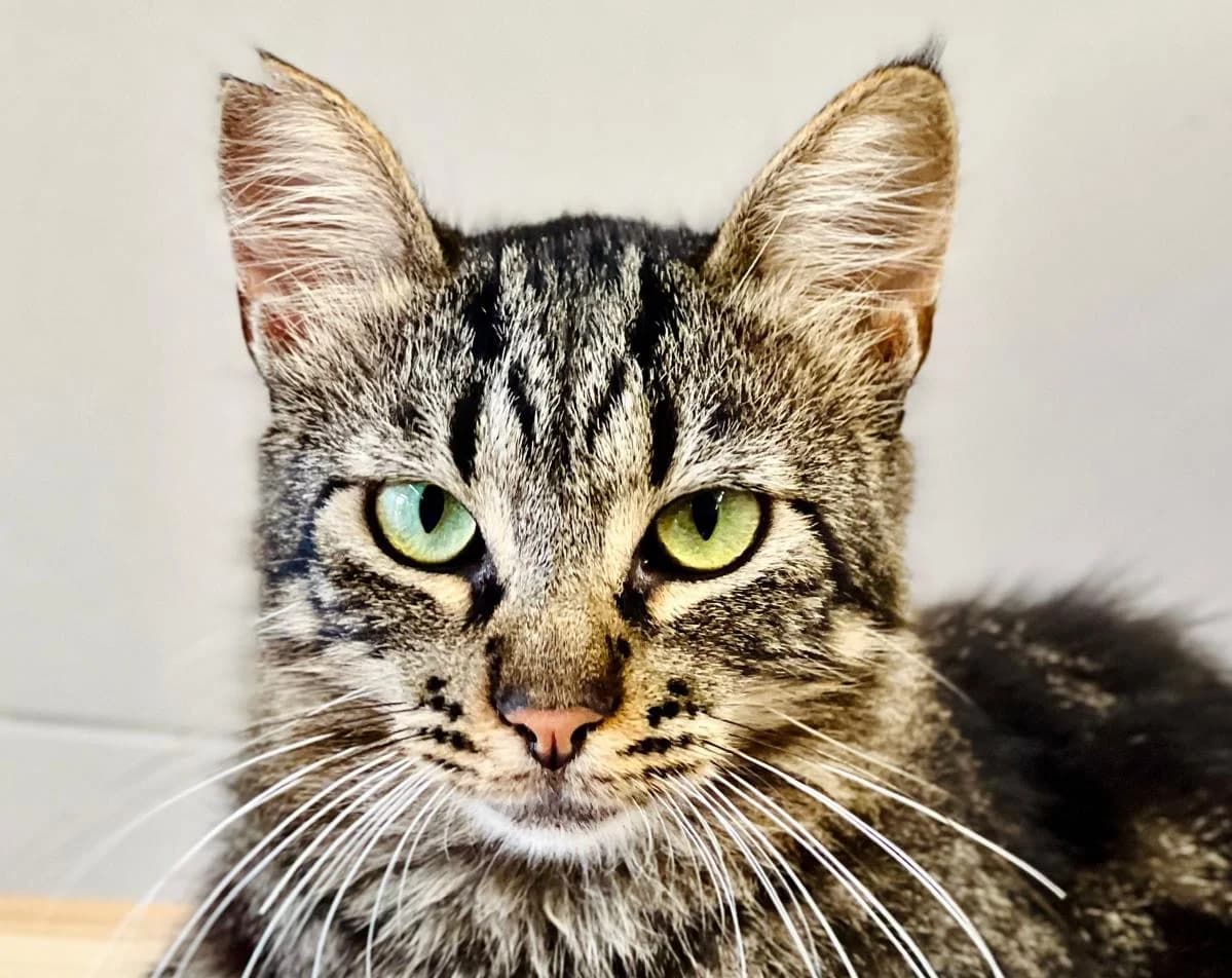 Bandit,  Mixed Breed for adoption at Fondation Assistance aux Animaux, Paris