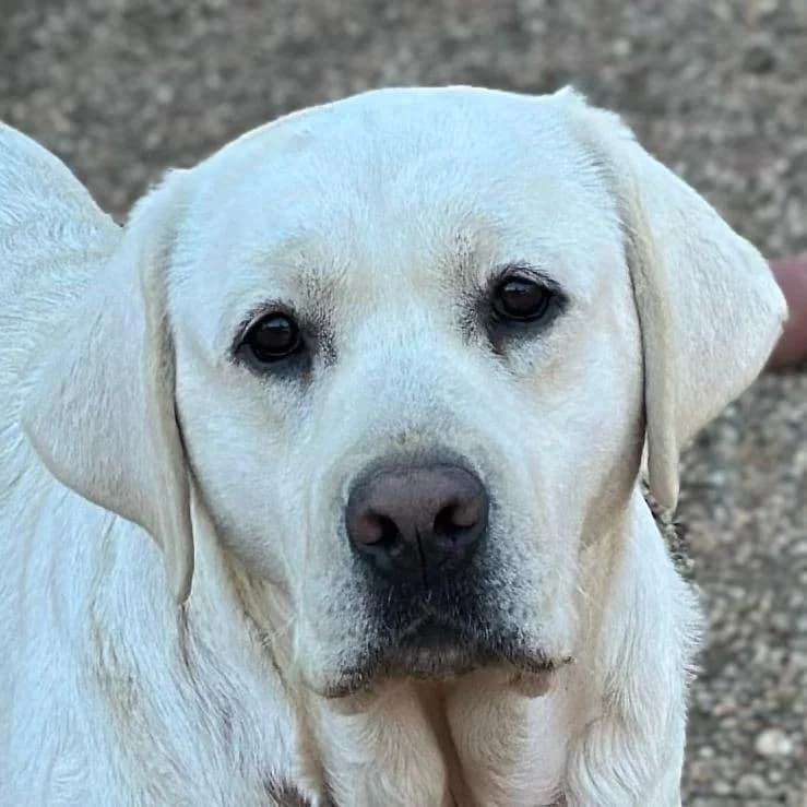 Passion, female 6yo Labrador Retriever for adoption at Fondation Assistance aux Animaux, Paris