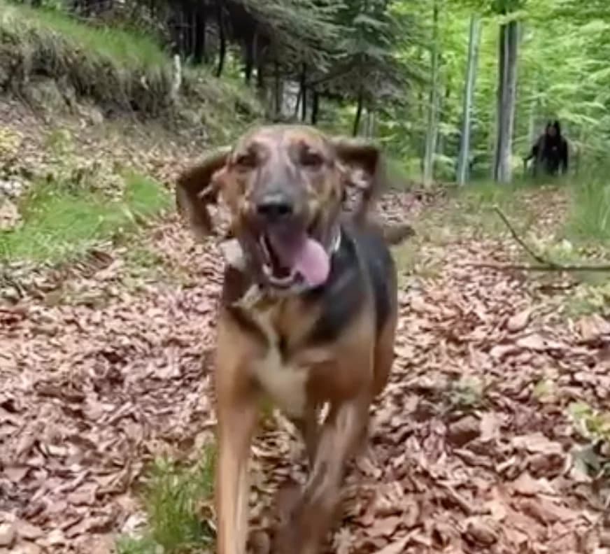 Vidéo, male Mixed Breed for adoption at Fondation Assistance aux Animaux, Paris