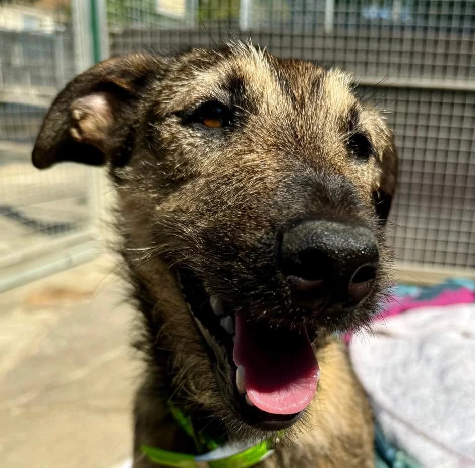 Tahiti,  Mixed Breed for adoption at Fondation Assistance aux Animaux, Paris