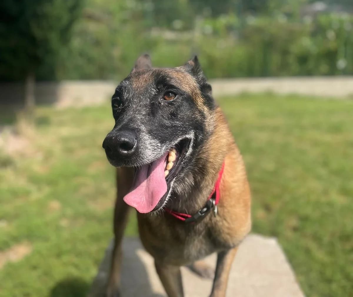 Lascaux, brindle male Belgian Malinois for adoption at Fondation Assistance aux Animaux, Paris