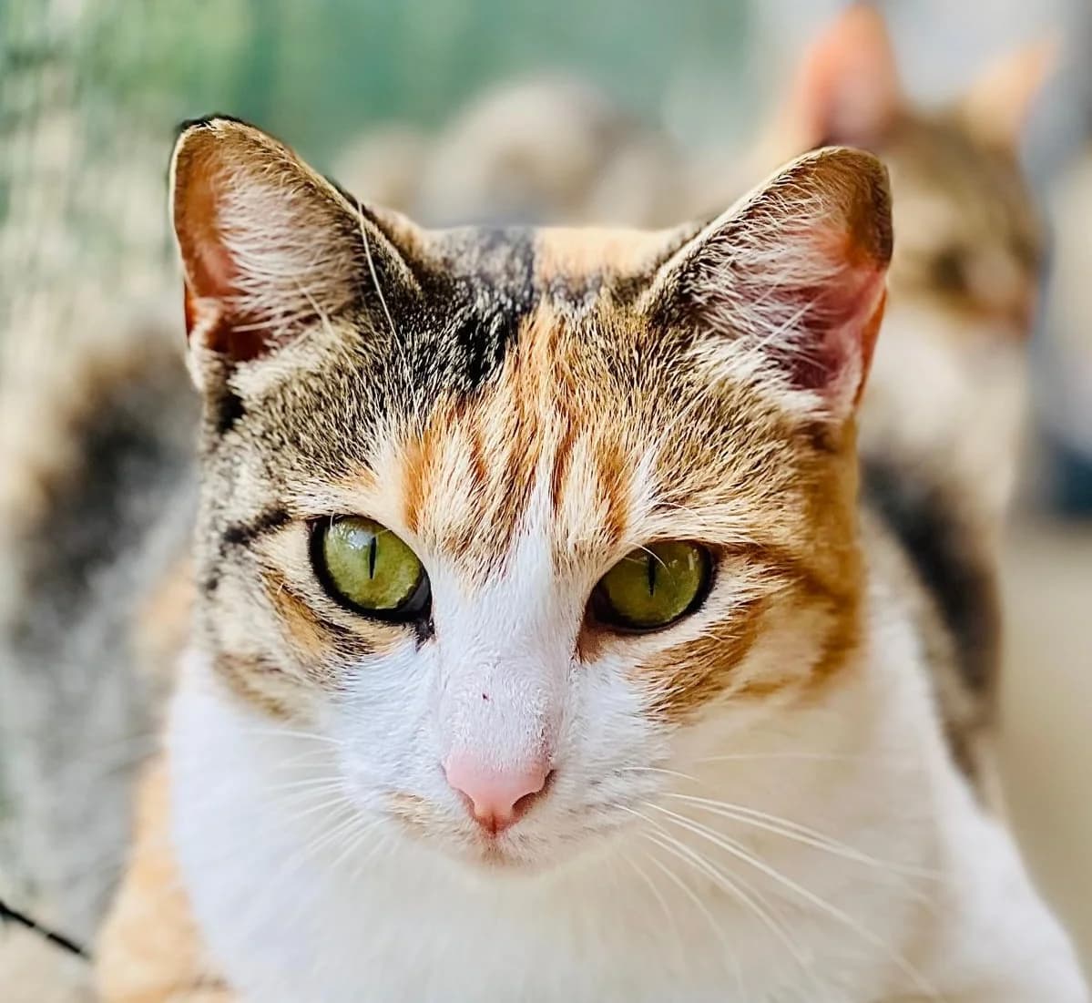 Mira, Mixed Breed (Fondation Assistance aux Animaux)