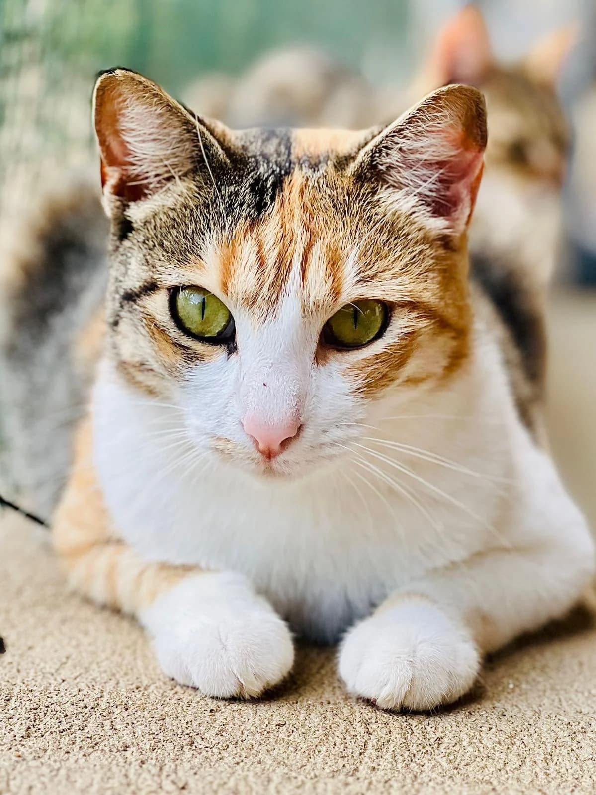 Mira, female Mixed Breed for adoption at Fondation Assistance aux Animaux, Paris