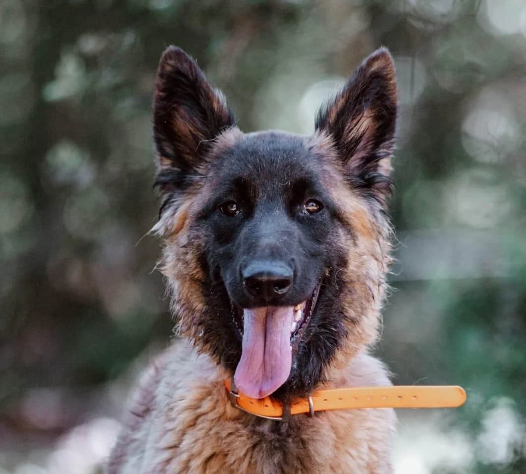 Ka, Belgian Malinois (Fondation Assistance aux Animaux)