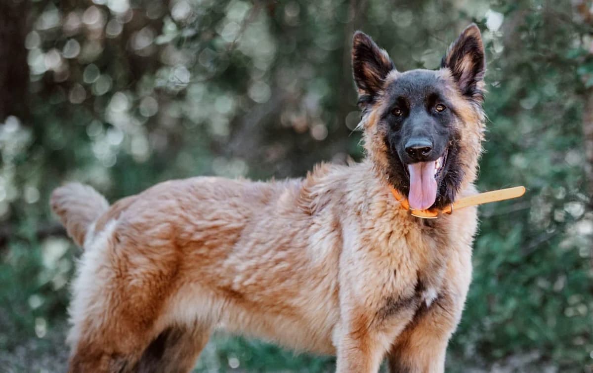 Ka, female puppy Belgian Malinois for adoption at Fondation Assistance aux Animaux, Paris