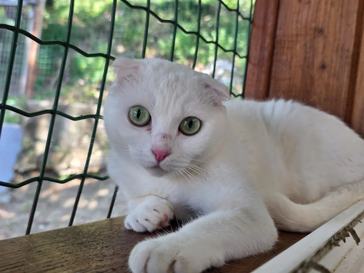 Blanche,  Mixed Breed for adoption at Fondation Assistance aux Animaux, Paris
