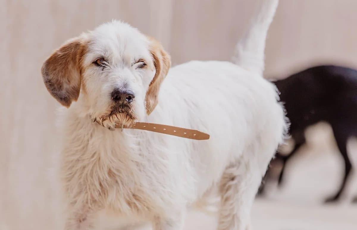 Cupidon,  5yo Mixed Breed for adoption at Fondation Assistance aux Animaux, Paris
