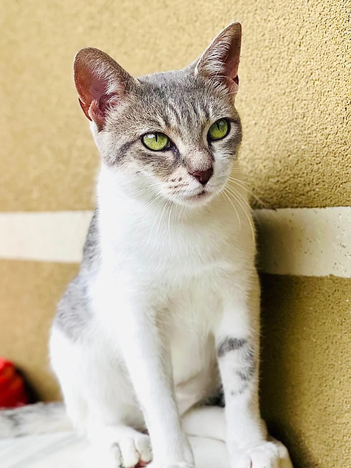 Freya, female young Domestic Shorthair for adoption at Fondation Assistance aux Animaux, Paris