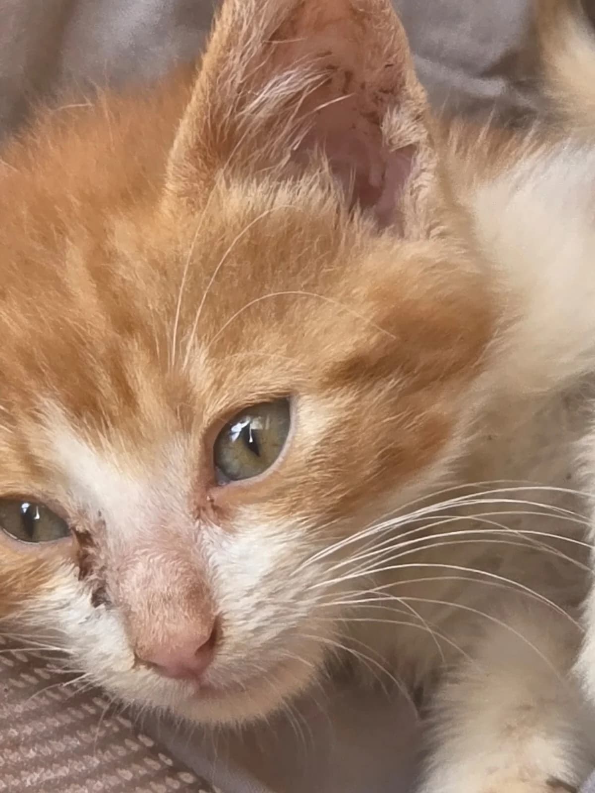 Journée,  Mixed Breed for adoption at Fondation Assistance aux Animaux, Paris
