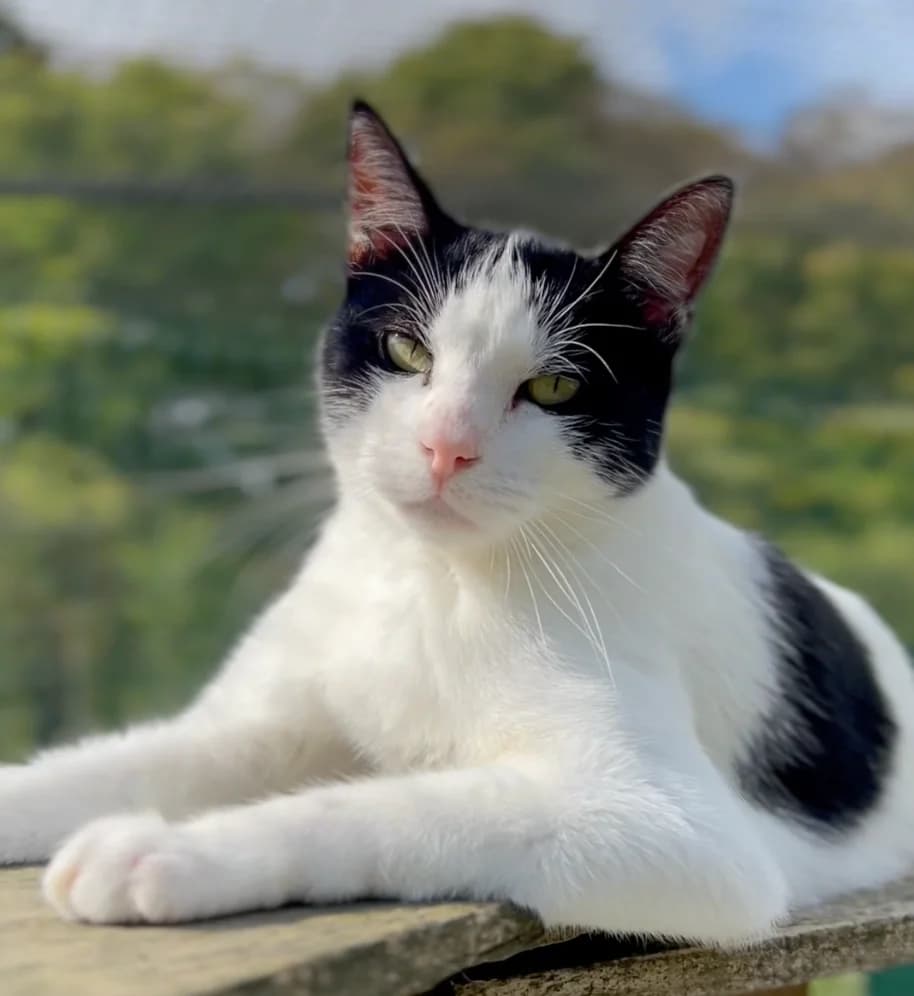 Vidéo, Mixed Breed for adoption at Fondation Assistance aux Animaux, Paris