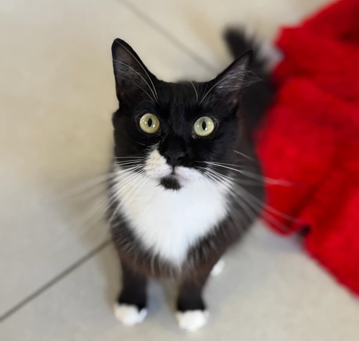 Duchesse, European Shorthair (Fondation Assistance aux Animaux)