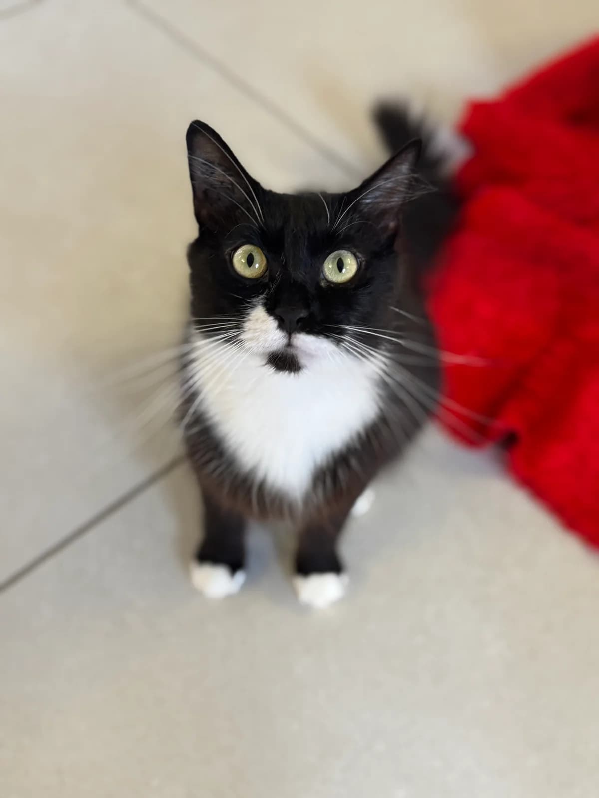 Duchesse, female 5yo European Shorthair for adoption at Fondation Assistance aux Animaux, Paris