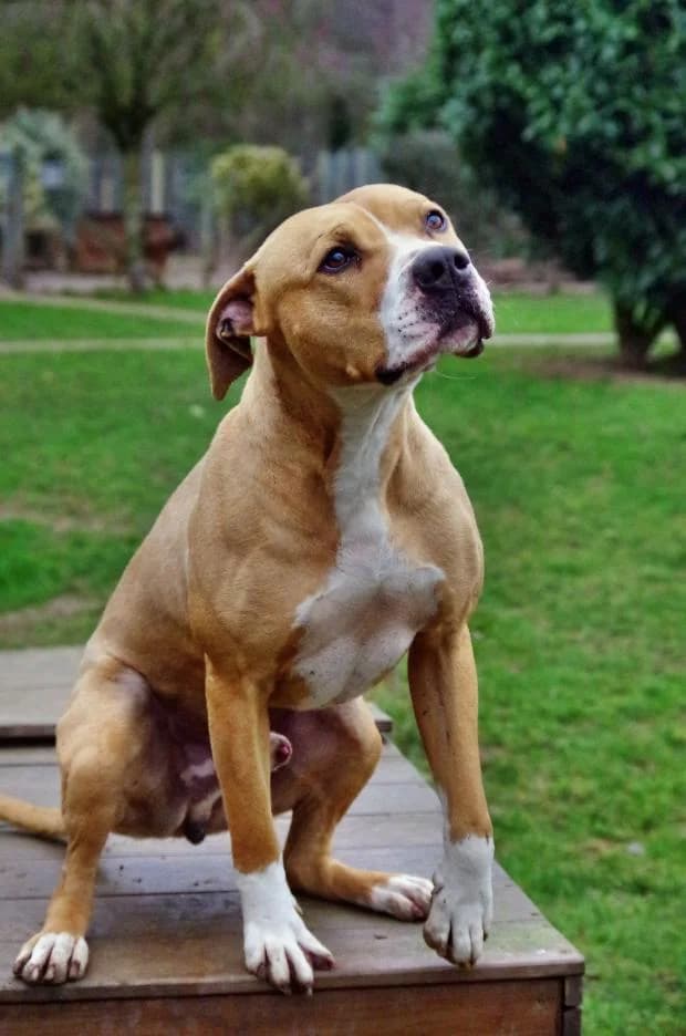 Diesel, Mixed Breed (Fondation Brigitte Bardot)