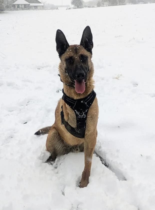 Antares, Mixed Breed (Fondation Brigitte Bardot)