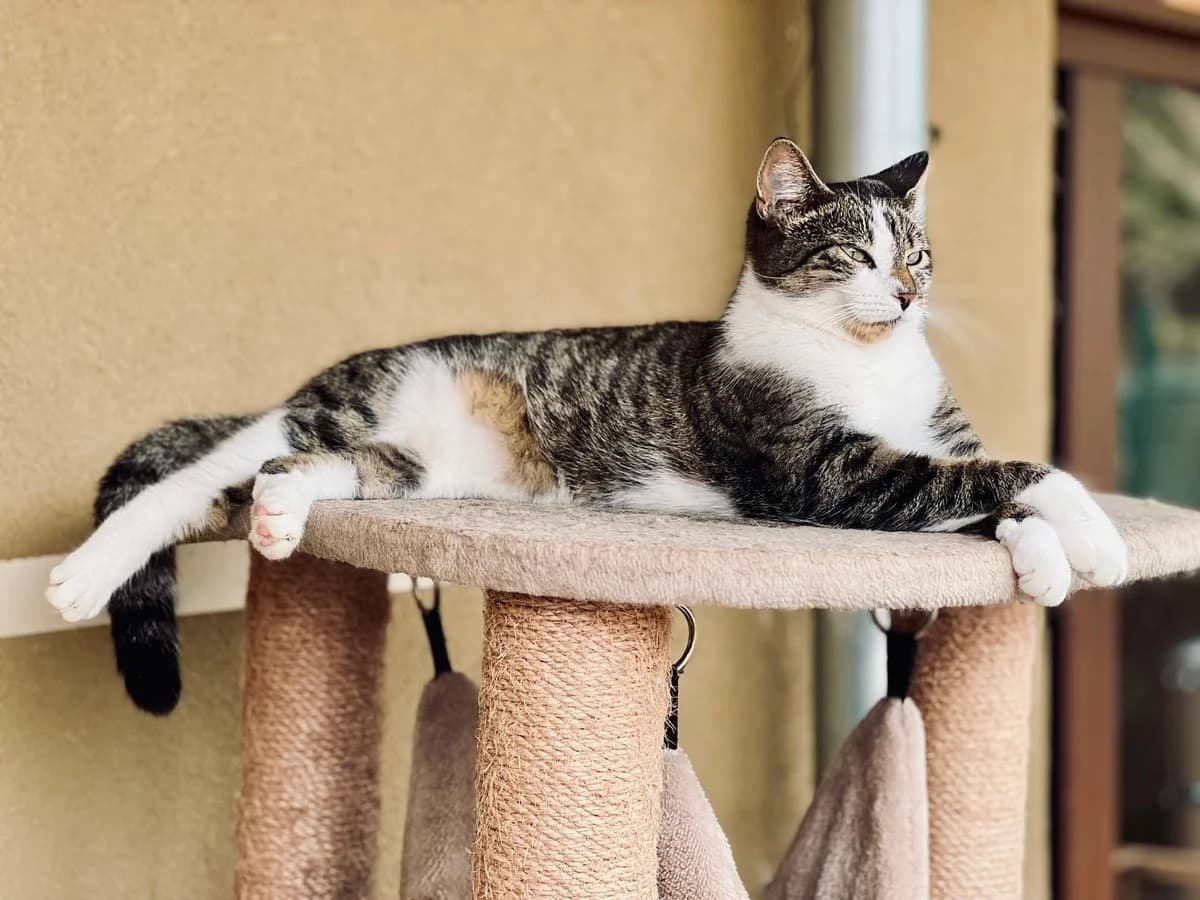 Natzuko, female Mixed Breed for adoption at Fondation Assistance aux Animaux, Paris