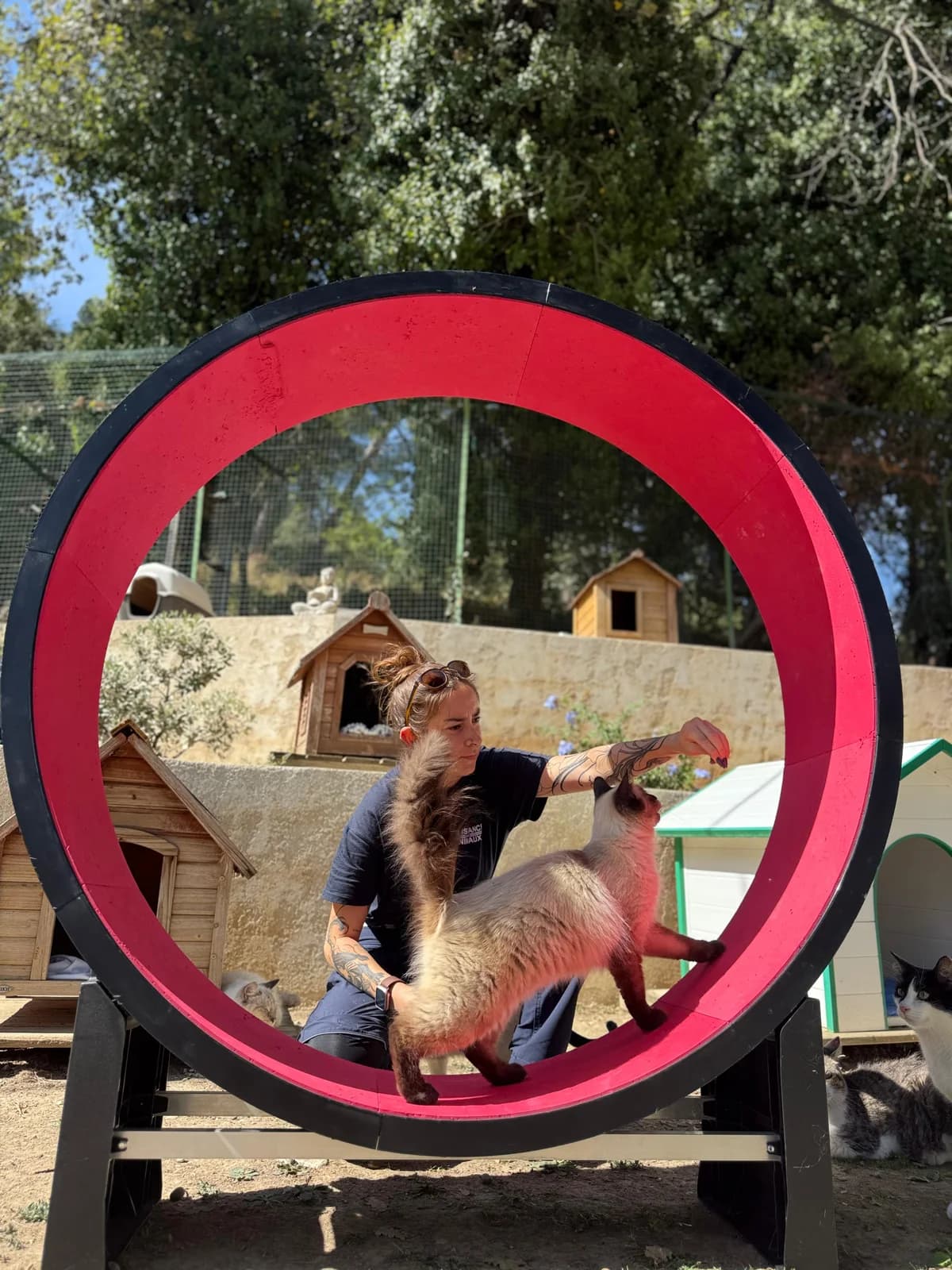 Nouvelle, Mixed Breed for adoption at Fondation Assistance aux Animaux, Paris