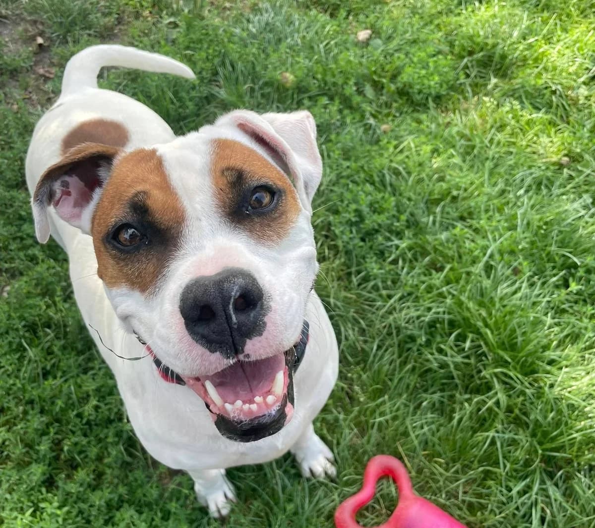 Tiarh, female 3yo mixed breed for adoption at Fondation Assistance aux Animaux, Paris