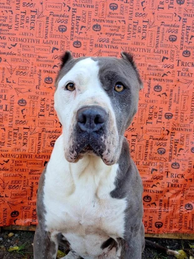 Freya, Mixed Breed (Fondation Brigitte Bardot)