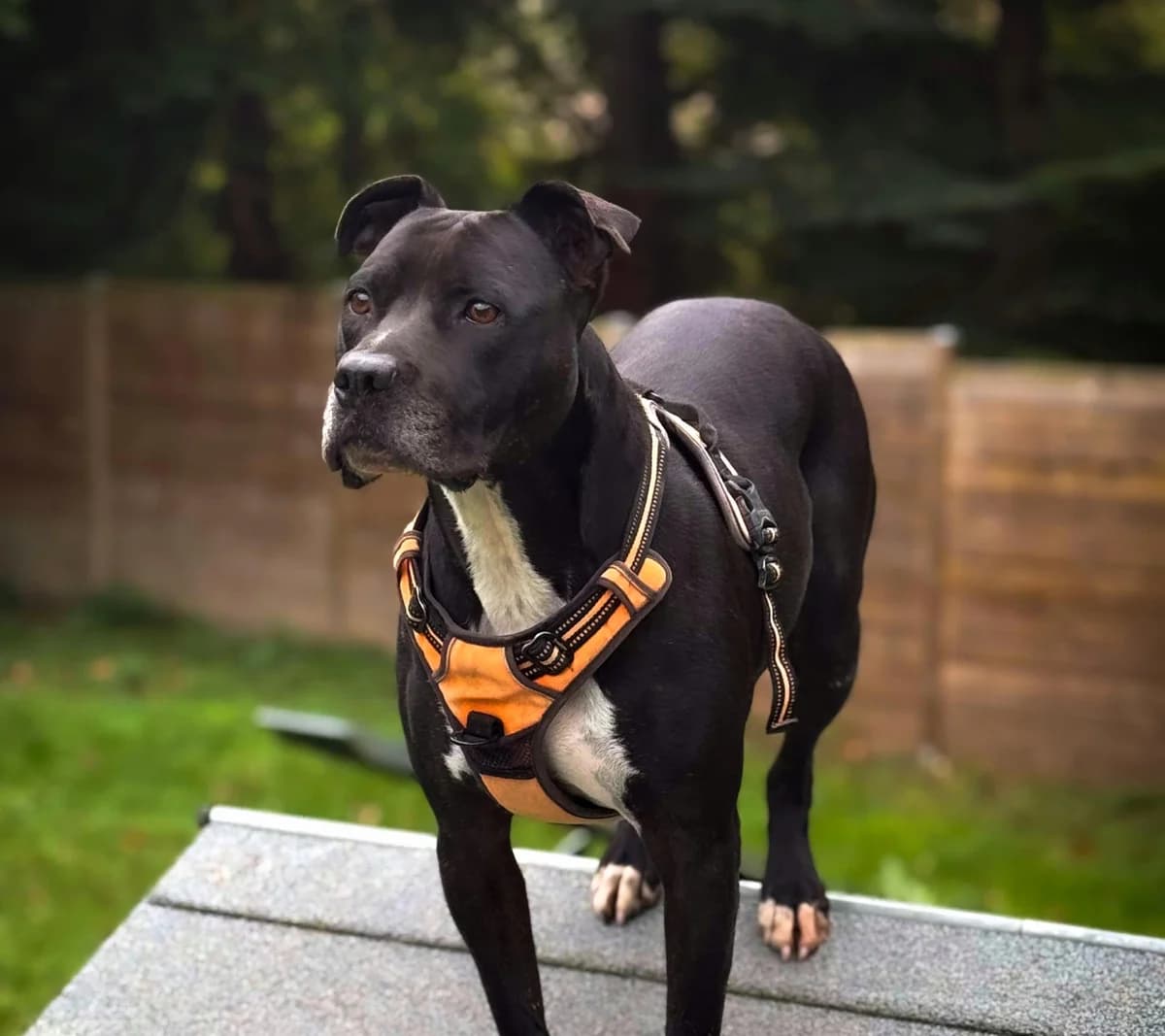 Raki, 5yo Mixed Breed for adoption at Fondation Assistance aux Animaux, Paris