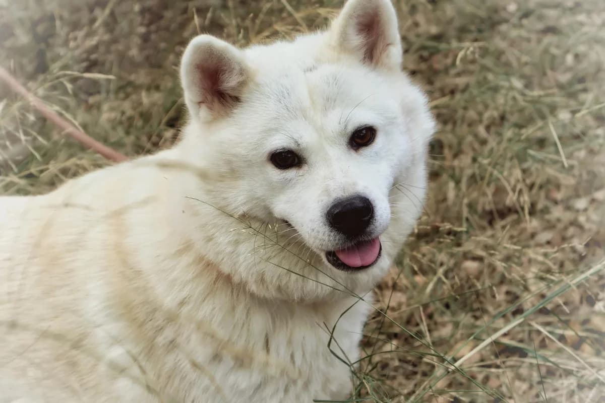 Shiva, female 3yo Mixed Breed for adoption at Fondation Assistance aux Animaux, Paris