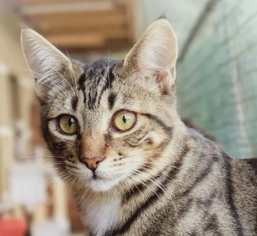 Sylvestre, Mixed Breed for adoption at Fondation Assistance aux Animaux, Paris