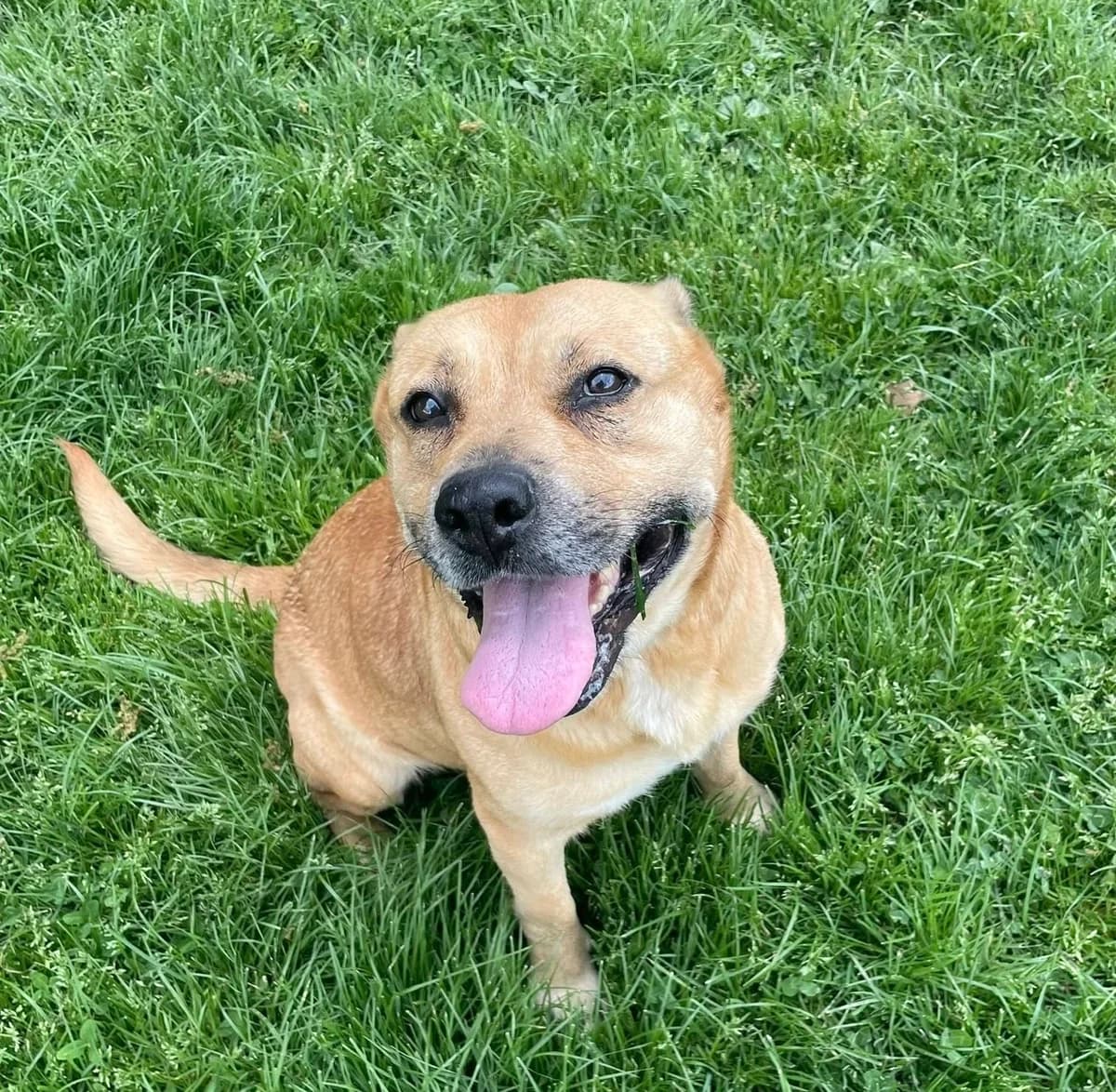 Victime, senior Belgian Malinois for adoption at Fondation Assistance aux Animaux, Paris