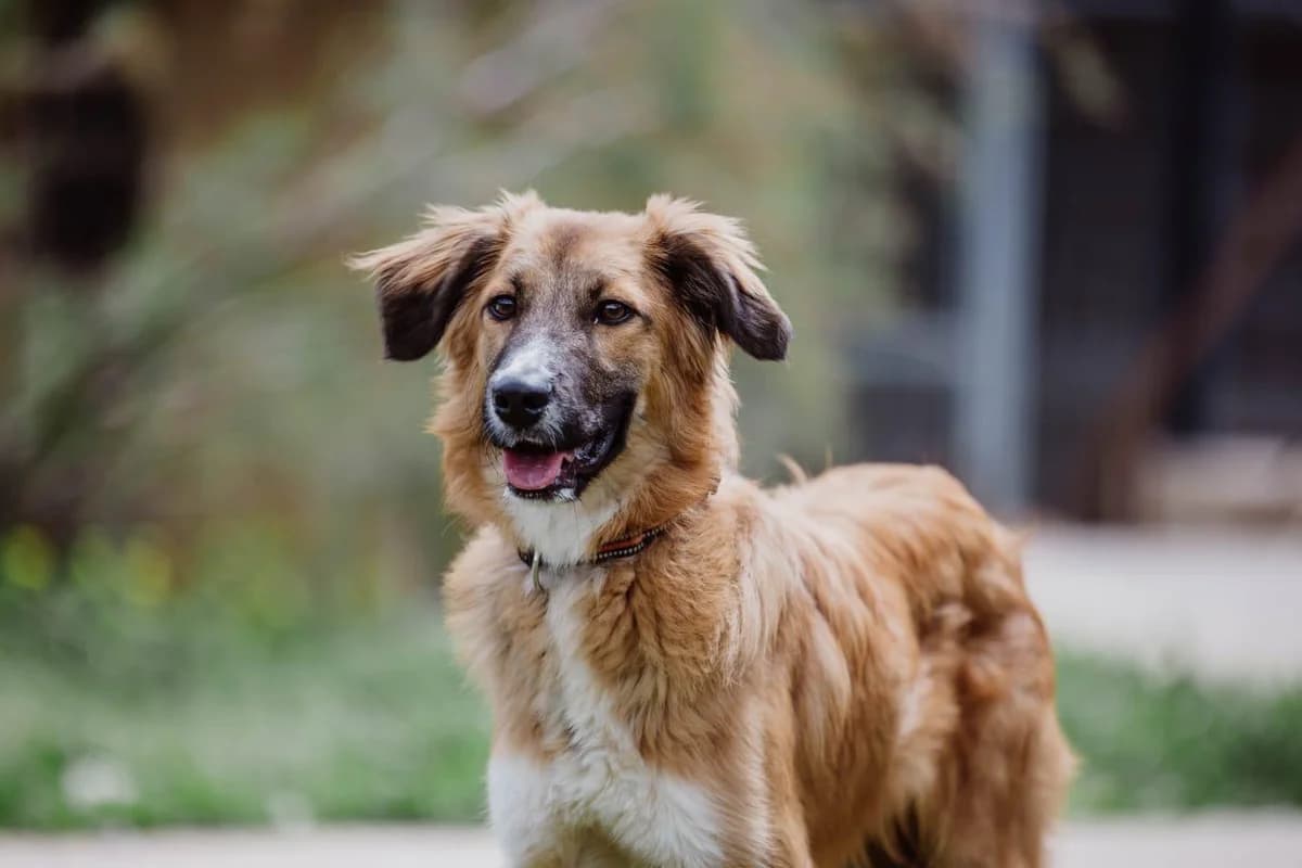 Bliss, male young Mixed Breed for adoption at Fondation Assistance aux Animaux, Paris