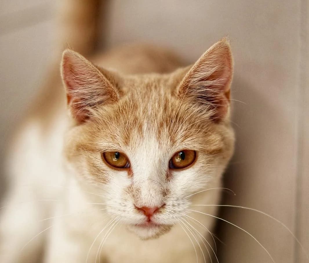 Flamme, female young Mixed Breed for adoption at Fondation Assistance aux Animaux, Paris