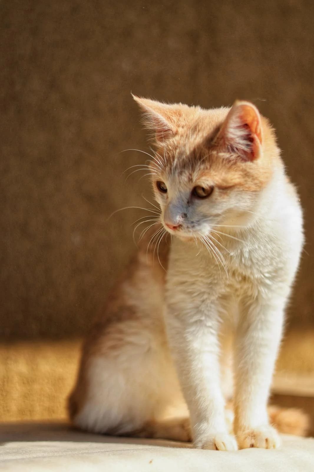 Flamme, female young Mixed Breed for adoption at Fondation Assistance aux Animaux, Paris