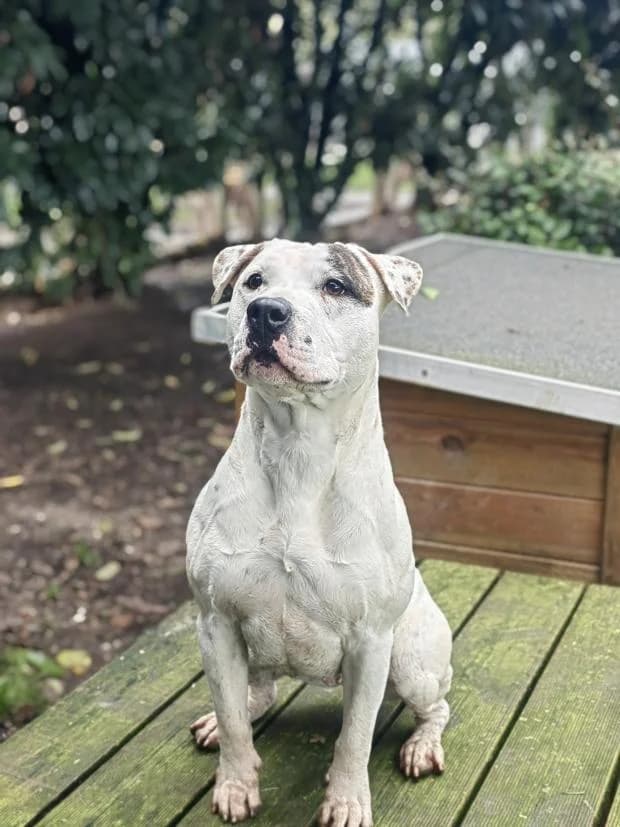 Arya, Mixed Breed (Fondation Brigitte Bardot)