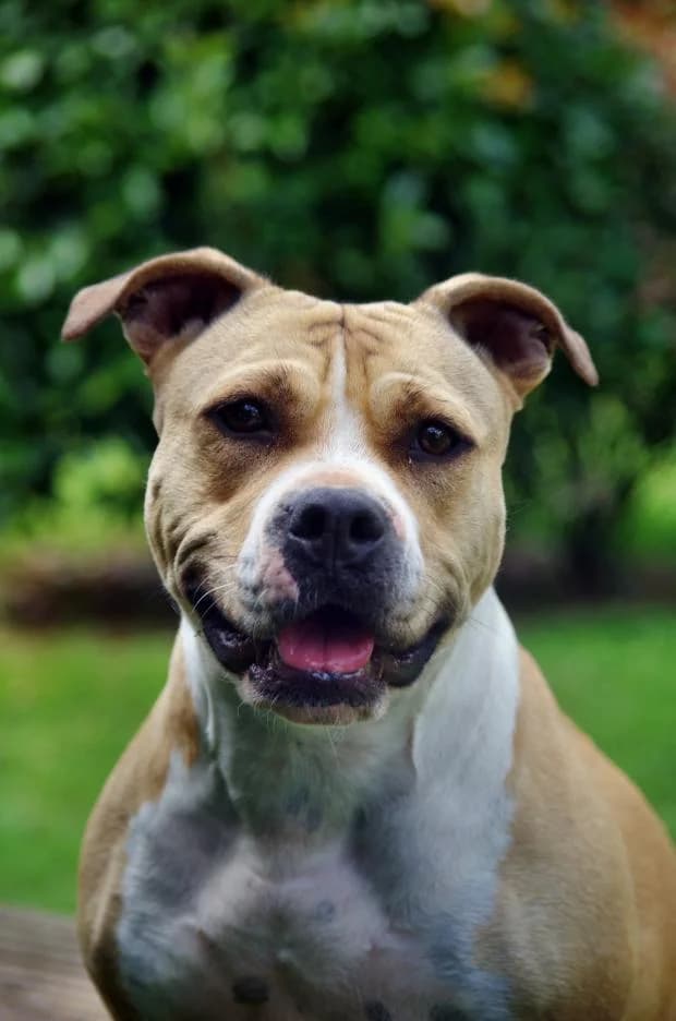 Louna, Mixed Breed (Fondation Brigitte Bardot)