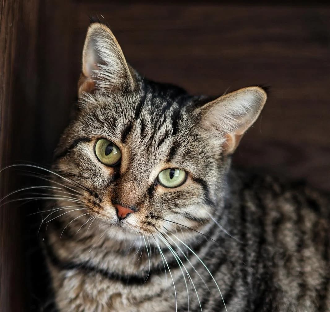 Mama, grey tabby female Domestic Shorthair for adoption at Fondation Assistance aux Animaux, Paris