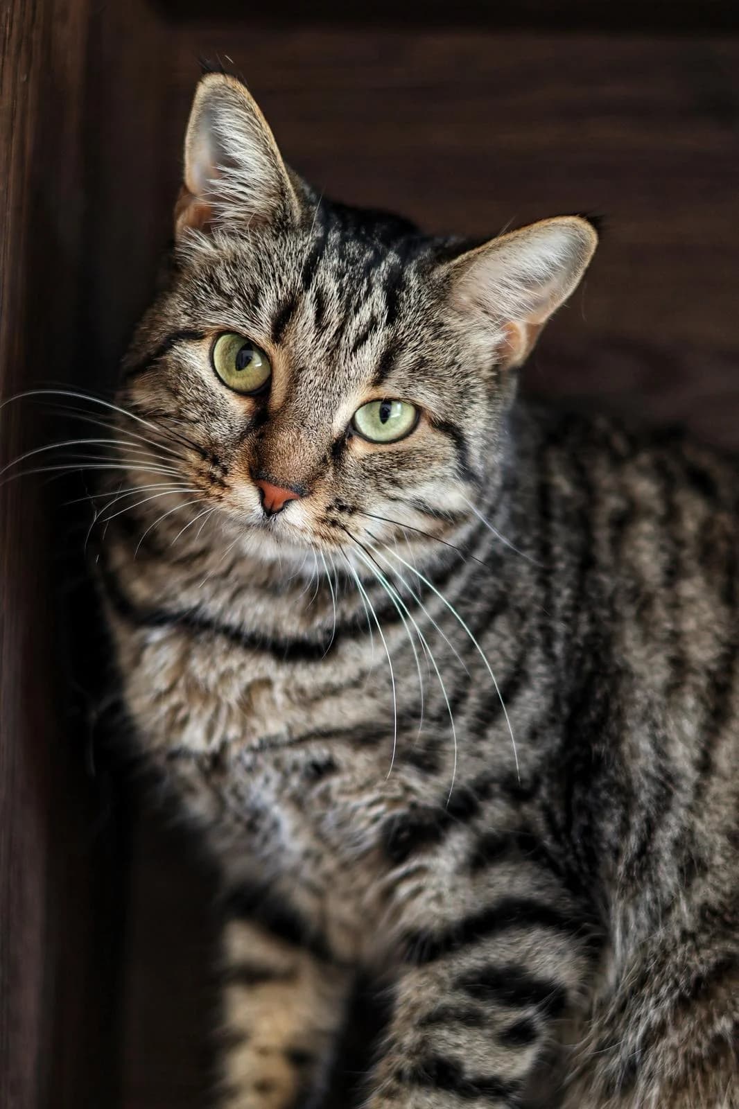Mama, female 3yo Domestic Shorthair for adoption at Fondation Assistance aux Animaux, Paris